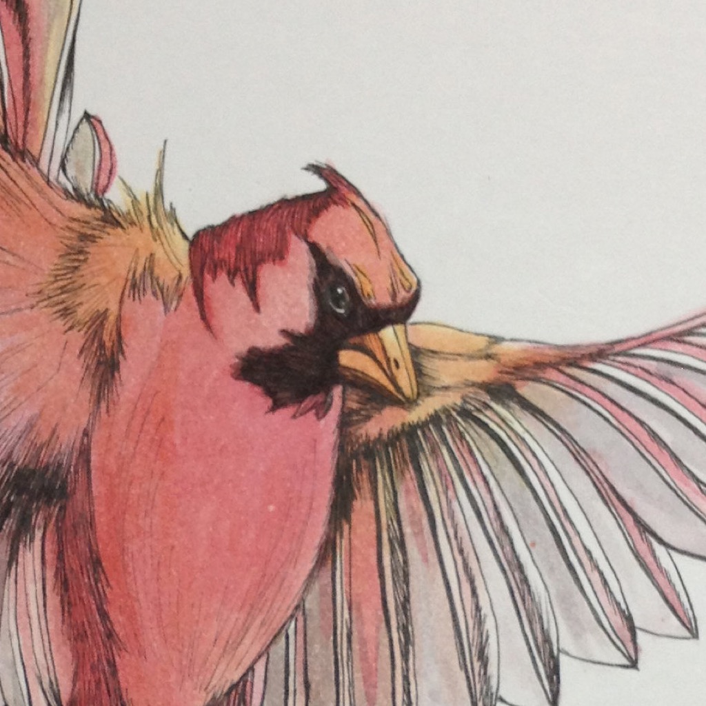 cardinal-and-cat-thumb